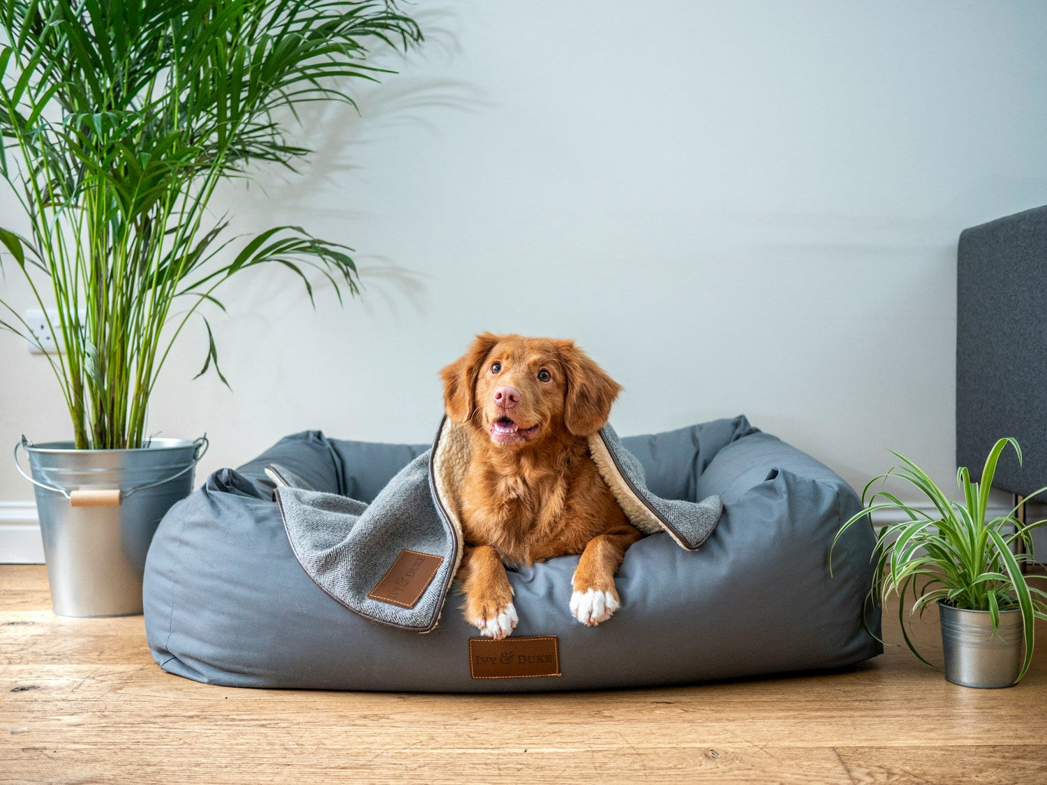 Dog Beds & Cat Towers
