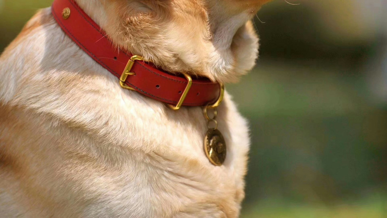 Collars, Harnesses & Leashes