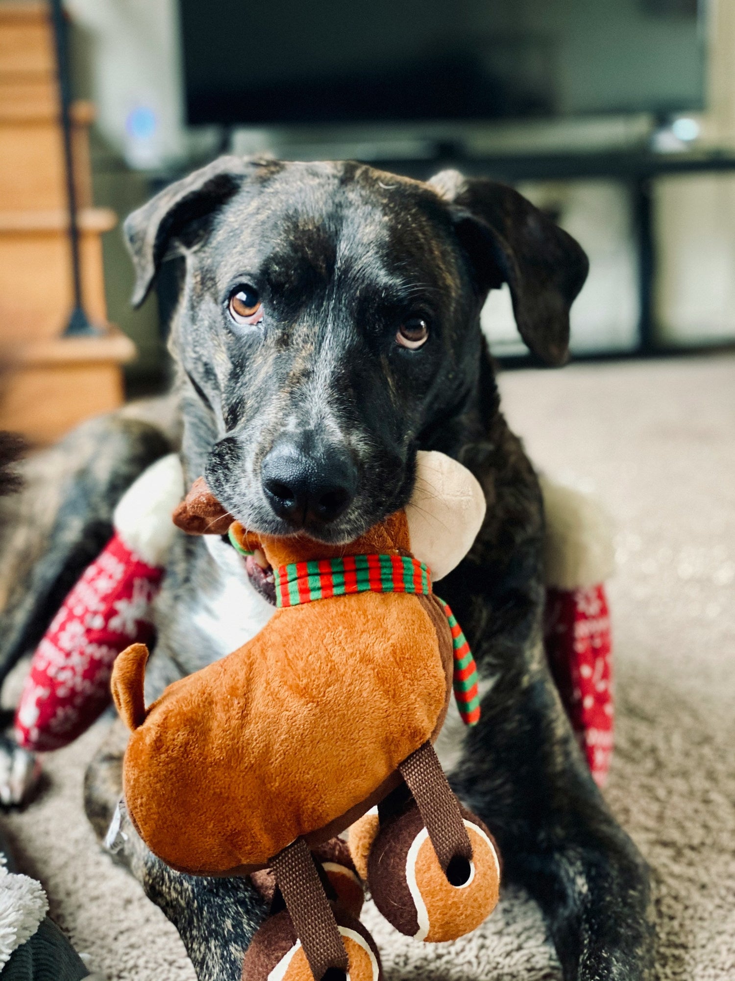 Dog & Cat Toys