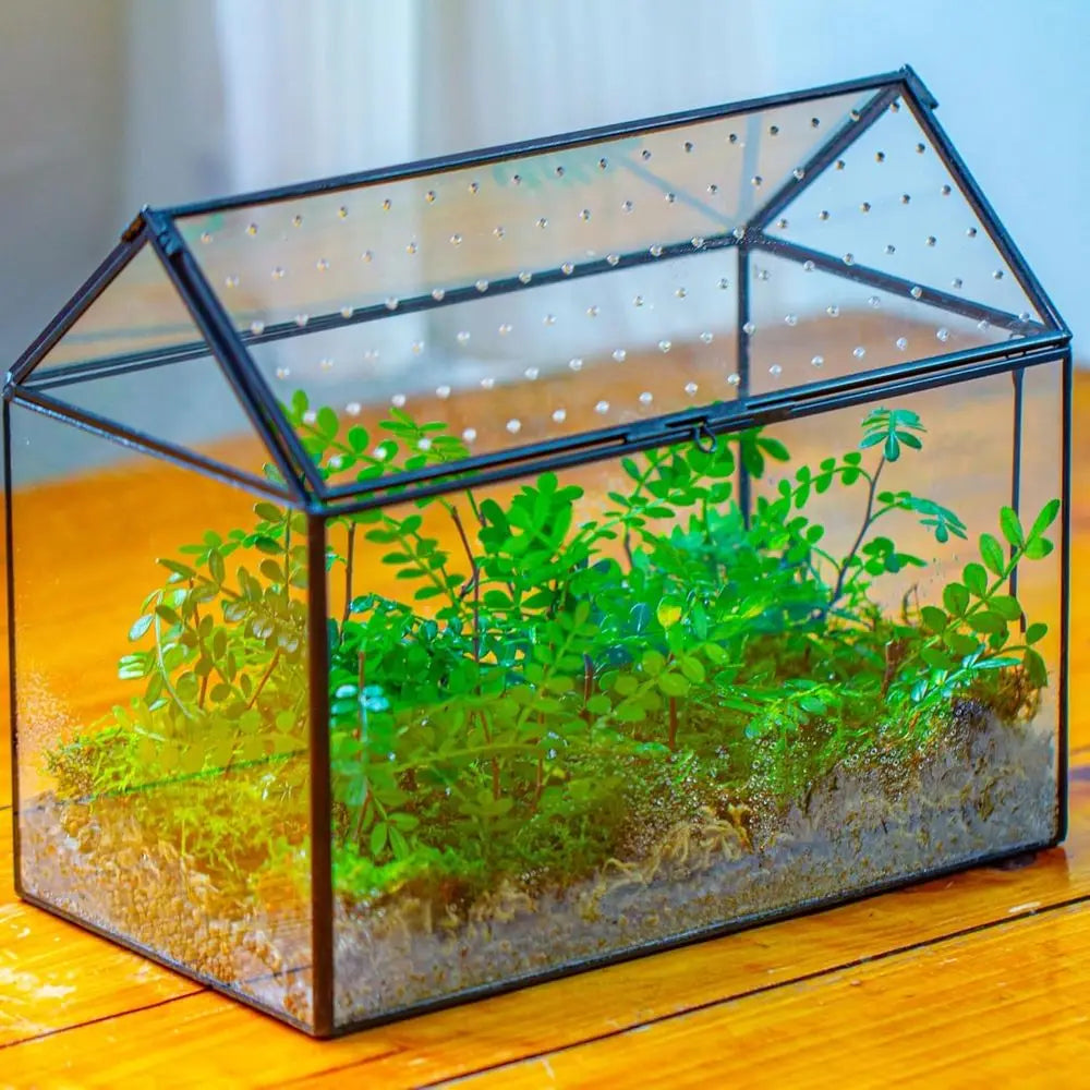 Handcrafted House-Shaped Glass Terrarium with Acrylic Lid, 10.2x5.9x8.2 Inches, Ideal for Snails and Indoor Decor (Plants Not In