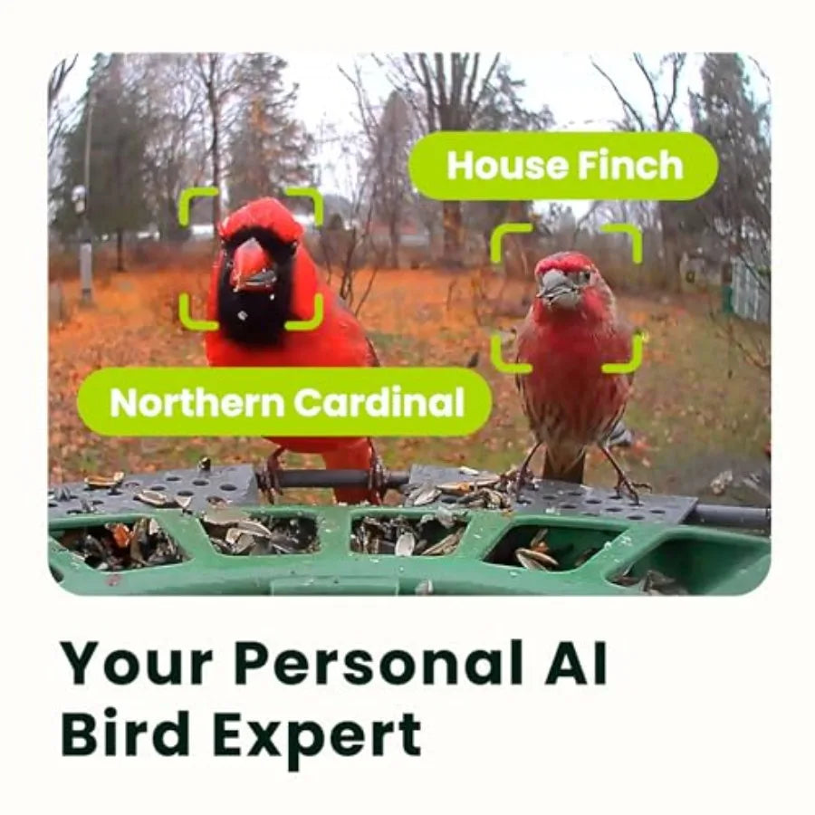 Smart Bird Feeder With Dual Cameras And Solar Power