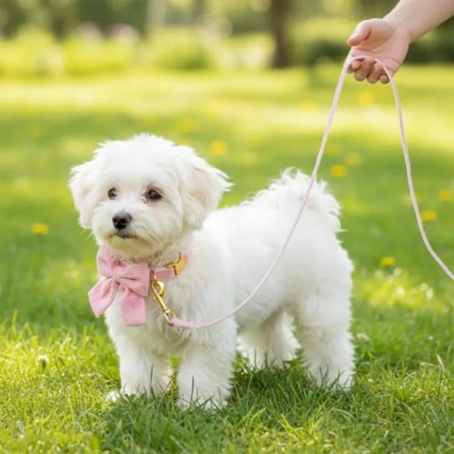 Dog Collar And Leash Set With Bowtie Adjustable Small Dogs