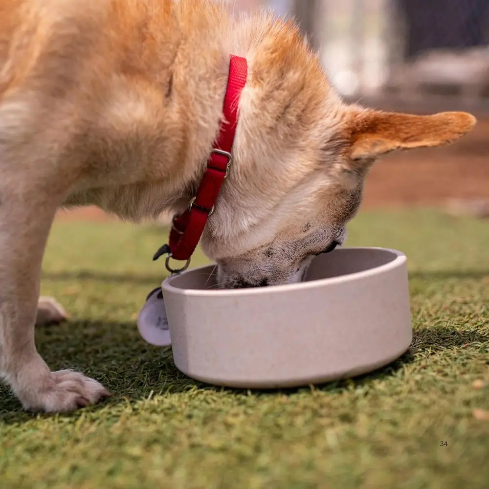 Eco-friendly Pet Bowls & Dishes for Dogs, Cats, Puppies - Sustainable, Dishwasher Safe, Made with Real Bamboo (Small, Oat-Beige)