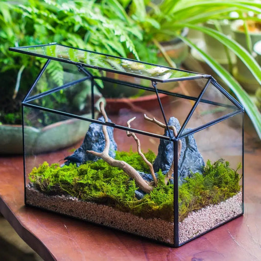 Handcrafted House-Shaped Glass Terrarium with Acrylic Lid, 10.2x5.9x8.2 Inches, Ideal for Snails and Indoor Decor (Plants Not In