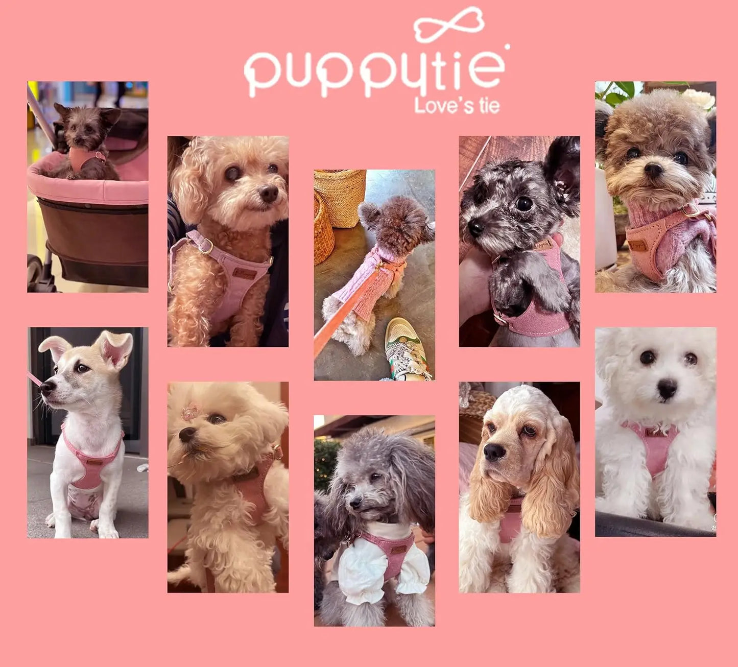 Adjustable No-Pull Dog Harness With Leash For Small Dogs