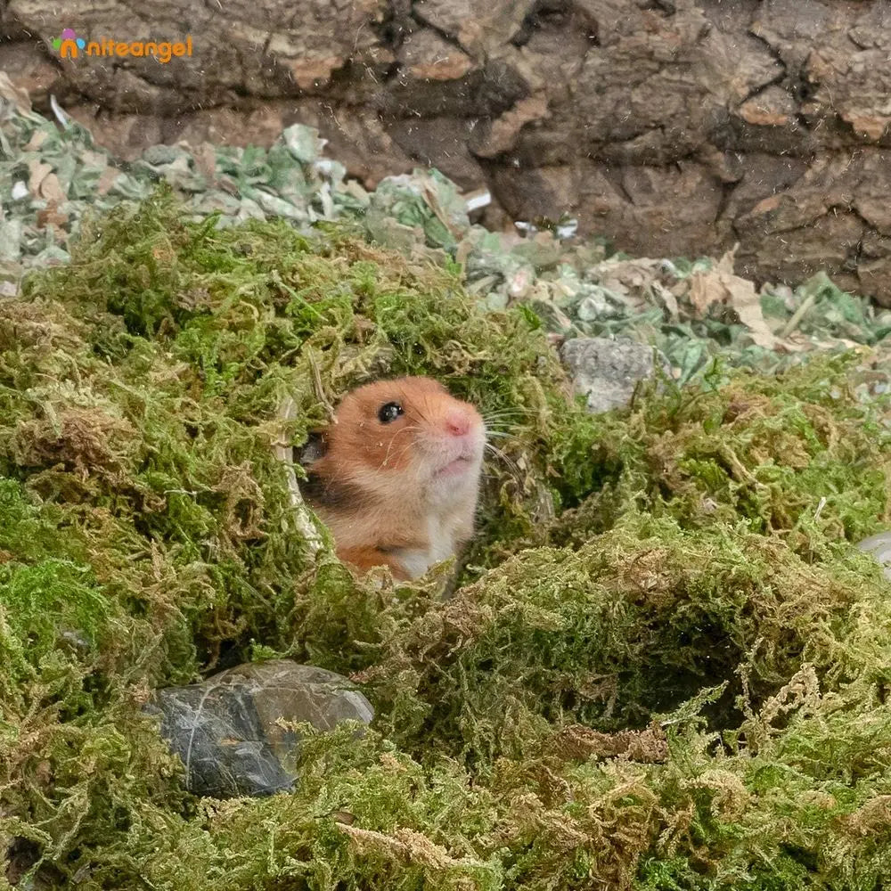 5L Natural Moss Bedding Nesting for Dwar Syrian Hamsters, Gerbils, Mice, Degus or Other Small Animals
