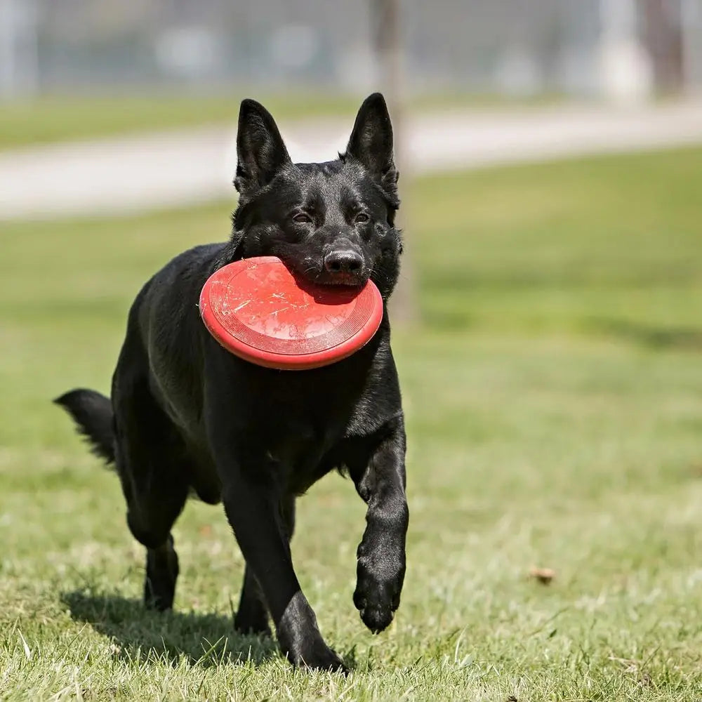 Durable Dog Toy or Outdoor Playtime - Natural Rubber Disc, Dog Toy or Activity - Ideal for Medium/Large Dogs