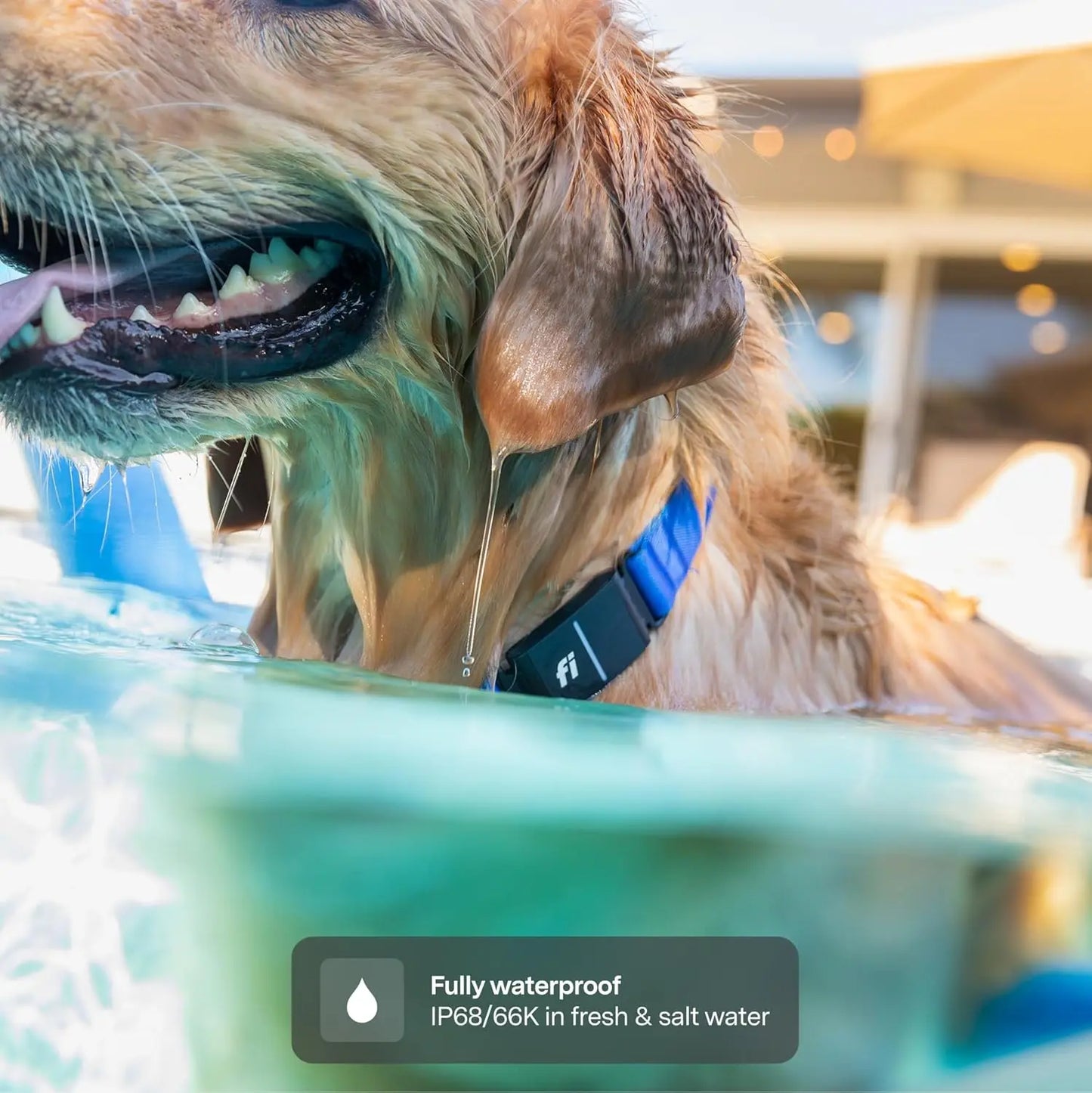 New  Series 3+ Smart Dog Tracker Collar [12 Month Membership Included] GPS Tracker for Dogs with Health & Behavior, Customized