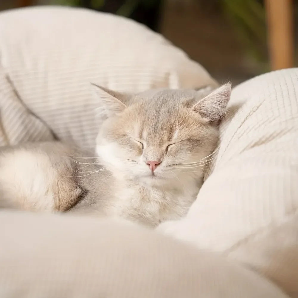 Dog Supplies Pet Furniture And Beds Dog Bed Cat Condo, Pet Sofa, Wooden Cushion, Fluffy Pet, Indoor Cat Use Perch Kitten Lounge